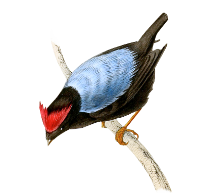 Blue-backed Manakin, Chiroxiphia pareola from 'A selection of the birds of Brazil and Mexico : the drawings' London :H.G. Bohn,1841.