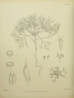 Flickr image:Illustrations of the New Zealand flora - Plate LXVI