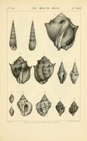 Flickr image:Galerie des mollusques - Pl. XXXIII