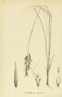 Flickr image:Species Graminum - Plate 53