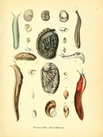 Flickr image:Conchylienbuch, oder, Allgemeine und besondere Naturgeschichte der Muscheln und Schnecken - Pl. 21