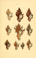 Flickr image:Thesaurus conchyliorum, or, Monographs of genera of shells - Murex Plate V