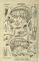 Flickr image:An account of the Crustacea of Norway, - Pl. 19