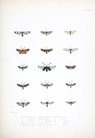 Flickr image:Illustrations of typical specimens of Lepidoptera Heterocera in the collection of the British Museum - Pl. VII