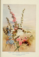 Flickr image:A guide to the wild flowers - Plate CLXIV