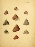 Flickr image:Conchologia iconica, or, Illustrations of the shells of molluscous animals - Trochus Pl. XVI