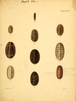 Flickr image:Conchologia iconica, or, Illustrations of the shells of molluscous animals / - Chiton Pl. XXV