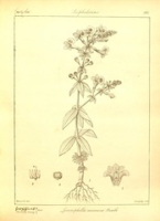 Flickr image:Icones plantarum Indiae Orientalis - Plate 861