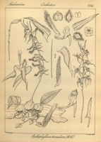 Flickr image:Icones plantarum Indiae Orientalis - Tab. 1749