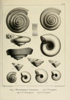 Flickr image:Description des mollusques fossiles qui se trouvent dans les grès verts des environs de Genève - Plate 23