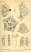 Flickr image:The Journal of the Linnean Society of London - Pl. 14