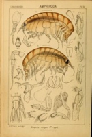 Flickr image:An account of the Crustacea of Norway - Pl. 31