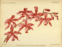 Flickr image:Dictionnaire iconographique des orchidees - Pl. 1