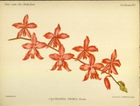 Flickr image:Dictionnaire iconographique des orchidees - Pl. 3