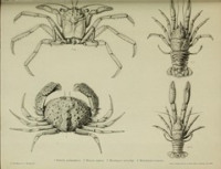 Flickr image:Zoology of the Royal Indian Marine Survey ship Investigator : - Crustacea Plate XL