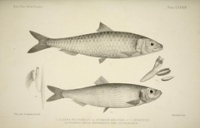 Flickr image:The fishes of Great Britain and Ireland - Plate CXXXIX