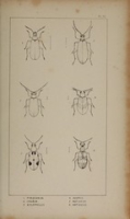 Flickr image:The British Coleoptera delineated - Illustration