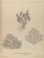 Flickr image:The ferns of British India - PLATE CXC