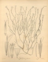 Flickr image:Flora boreali-americana, or, the botany of the northern parts of British America - Tab. CIII