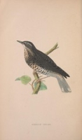 Flickr image:A history of the birds of Europe - Illustration