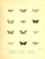 Flickr image:Illustrations of typical specimens of Lepidoptera Heterocera in the collection of the British Museum - Plate LI