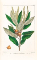 Flickr image:The North American sylva or, a description of the forest trees of the United States, Canada, and Nova Scotia, not described in the work of F. Andrew Michaux, and containing all the forest trees discovered in the Rocky Mountains, the Territory of Oregon, d - Illustration