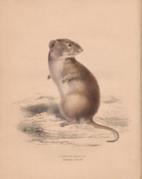 Flickr image:Illustrations of the zoology of South Africa - Pl. 24