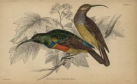 Flickr image:Ornithology - Plate 2