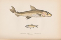 Flickr image:A history of the fishes of the British Islands - Pl. CCXXXIII