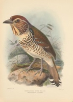 Flickr image:A monograph of the Coraciidae, or family of the rollers - Illustration