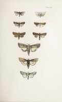 Flickr image:A history of British moths - Plate XLV