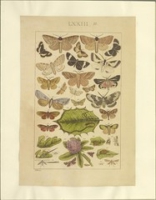 Flickr image:Lepidoptera : manuscript - Plate 73