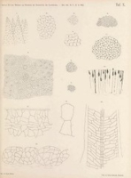 Flickr image:Biologische Untersuchungen - Taf. X