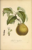 Flickr image:Pomologie française - Illustration