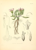 Flickr image:Icones florae Germanicae et Helveticae, simul Pedemontanae, Tirolensis, Istriacae, Dalmaticae, Austriacae, Hungaricae, Transylvanicae, Moravicae, Borussicae, Holsaticae, Belgicae, Hollandicae, ergo Mediae Europae - Plate MDCCLXXVI