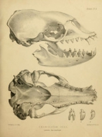 Flickr image:The zoology of the voyage of the H.M.S. Erebus & Terror - Pl. II